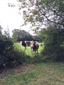 ohhh des vaches! 18 08 2014