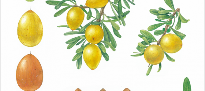 Zoom sur l’Huile d’Argan